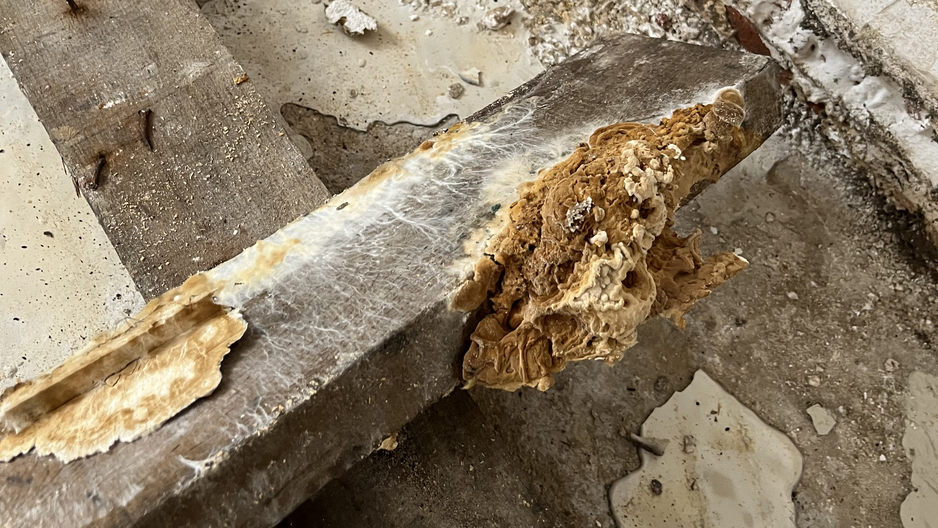 Structure en bois saine après traitement anti-champignons à Landerneau