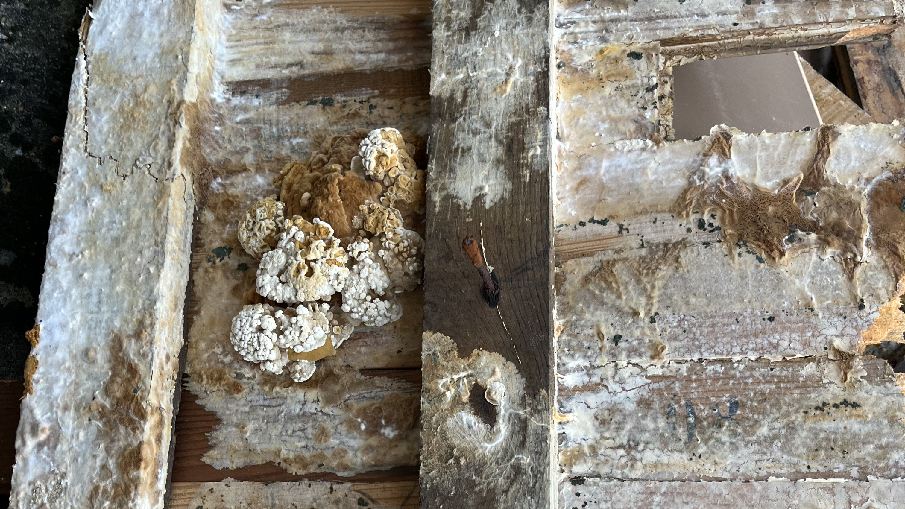Structure en bois affectée par les champignons avant traitement