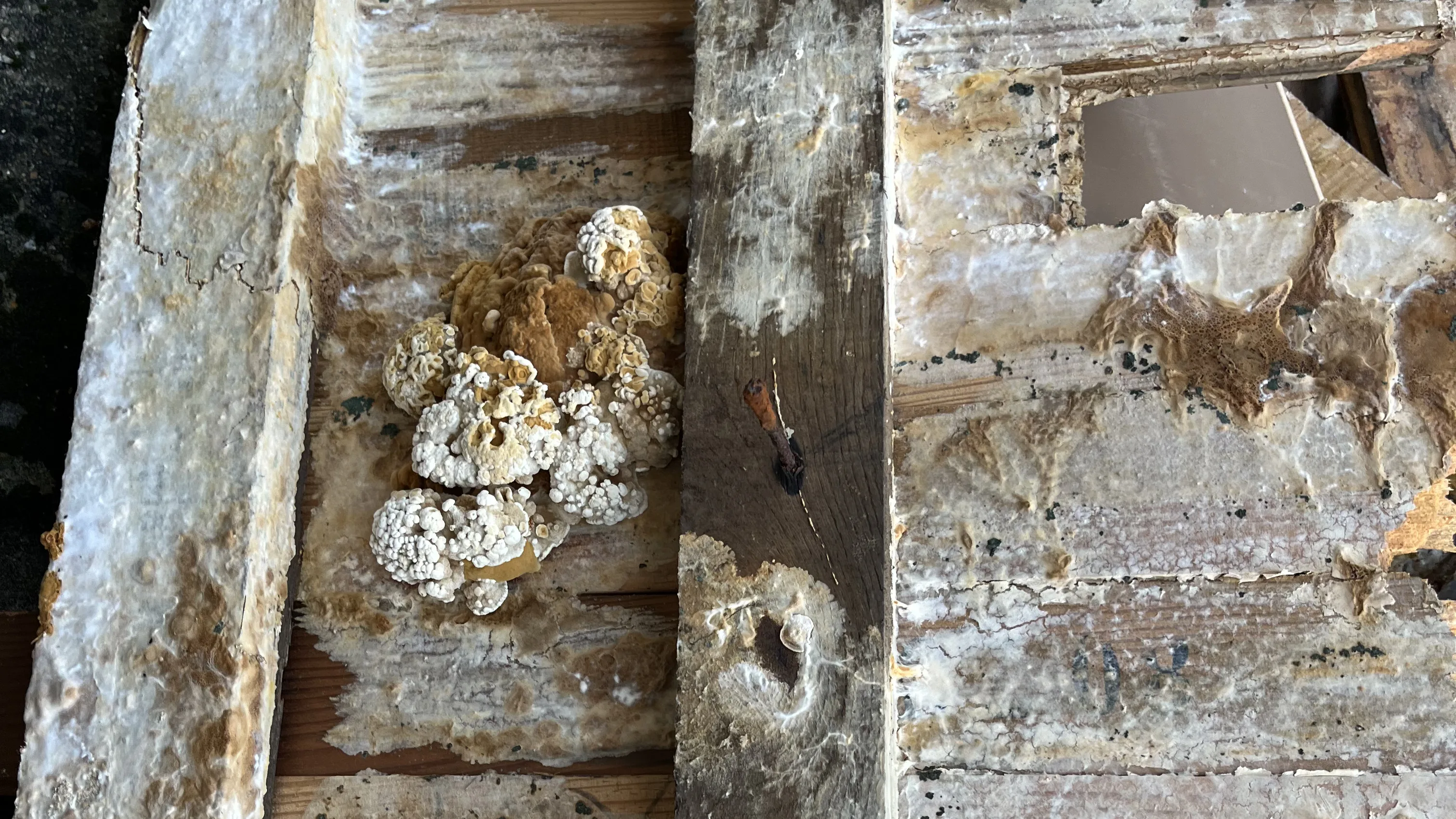 Structure en bois affectée par les champignons avant traitement