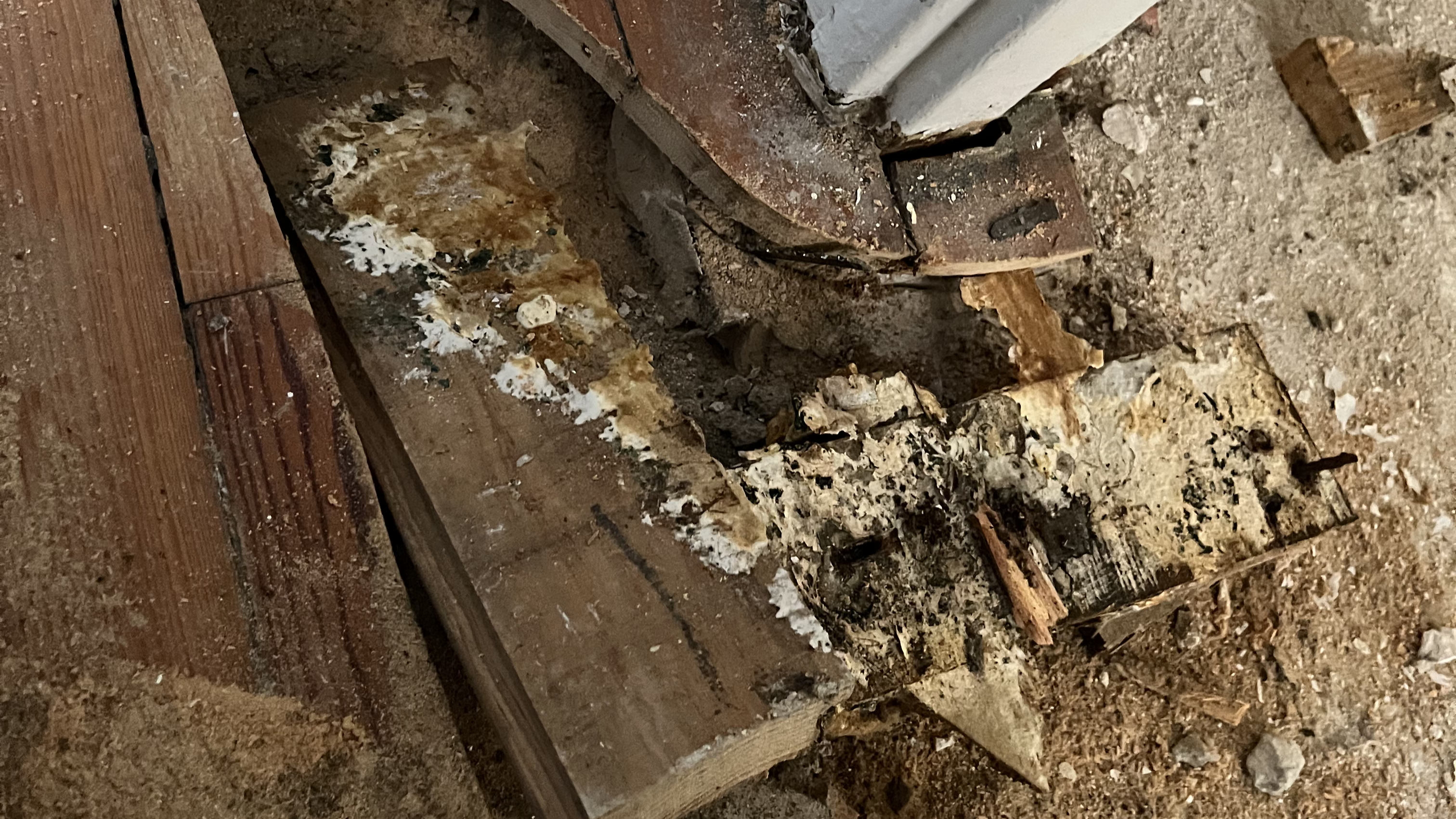 Structure en bois affectée par les champignons avant traitement