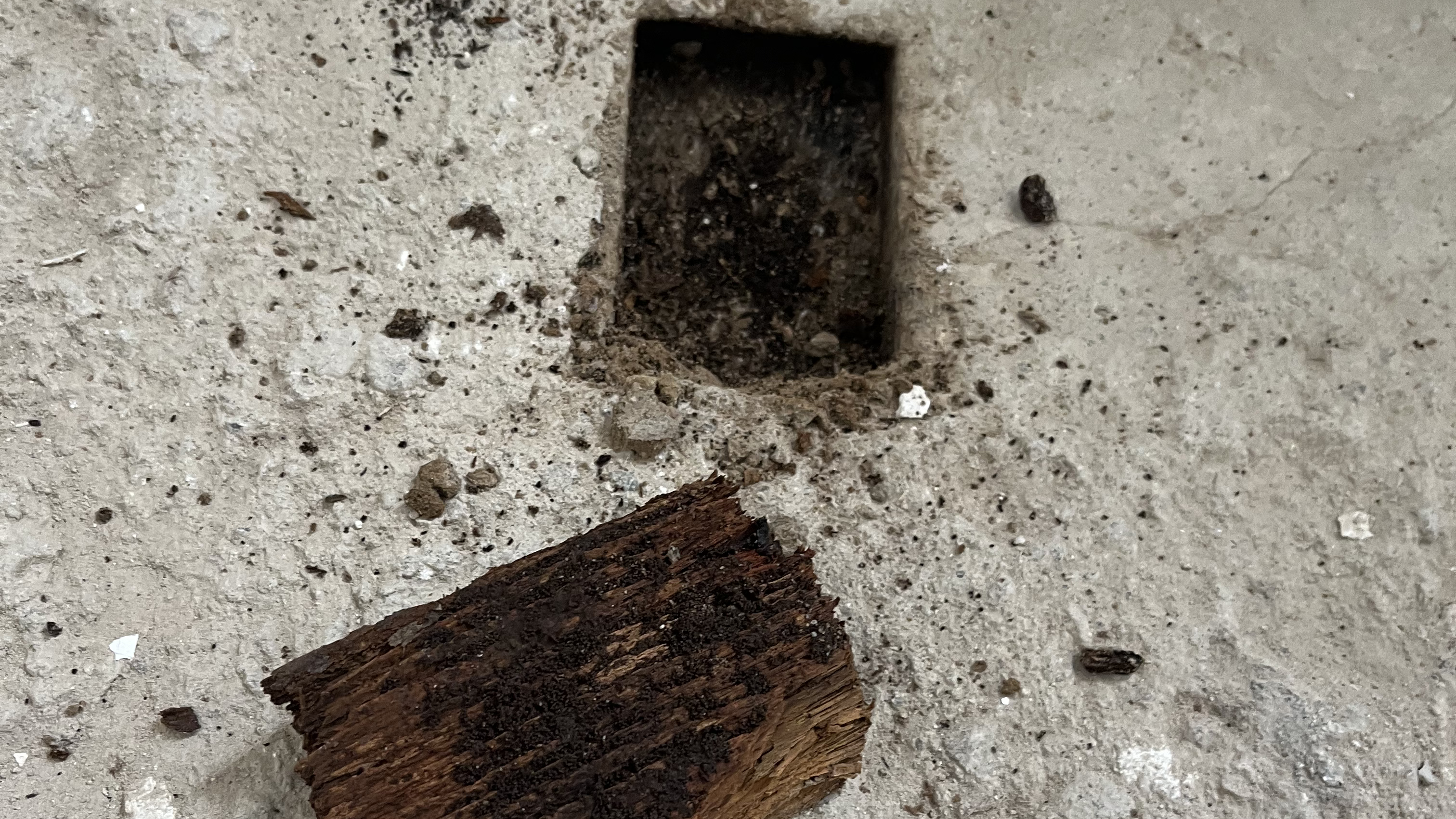 Structure en bois affectée par les champignons avant traitement