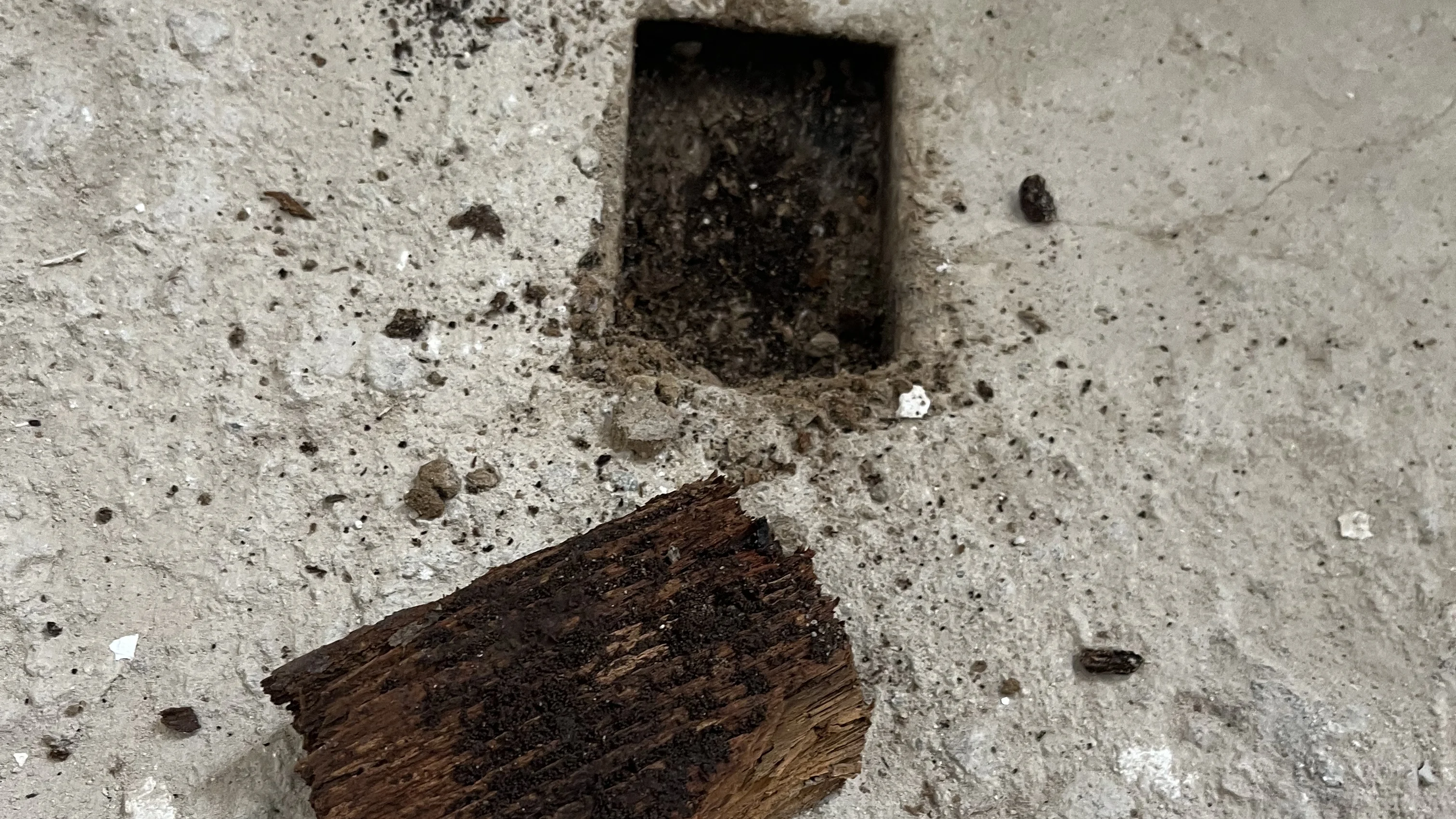 Structure en bois affectée par les champignons avant traitement